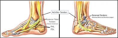 Anatomy of leg muscles and tendons muscle tendons and ligaments of leg human anatomy human body with images. Do You Have An Ankle Tendon Tear Most Don T Need Surgery