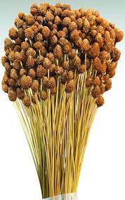 A wide variety of dried straw flowers options are available to you Dried Pineapple Button Flowers Straw Flowers