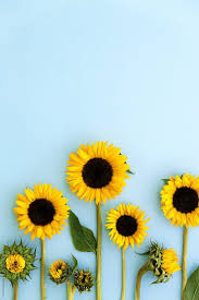 Aesthetic Black And Yellow Flowers Sunflowers On A Blue Background By Ruth Black For Stocksy United Sunflower Iphone Wallpaper Sunflower Wallpaper Flower Phone Wallpaper