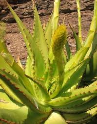 Image result for Aloe cannellii