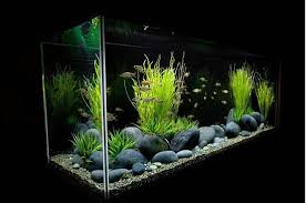 Product titlepenn plax castle aquarium decoration, color may vary. Planted Freshwater Aquarium Setup Aquarium Design Group Is A Full Service Custom Aquarium Design Fresh Water Fish Tank Fish Tank Plants Betta Fish Tank