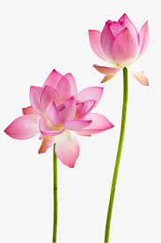 Lotus Flowers Lotus Clipart Flowers Lotus Png Transparent Clipart Image And Psd File For Free Download White Lotus Flower Lotus Flower Wallpaper Lotus Flower Painting