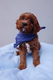 Search through thousands of dogs for sale and puppies for sale adverts near me in the usa and europe at animalssale.com. Moodle Puppies For Sale Melbourne Trading Post