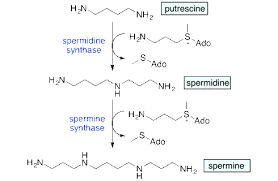 Spermidine synthases (spdss) catalyze the production of the linear triamine, spermidine, from putrescine. Spermidine Is A Life Extender Animal Study Some Epidemiology