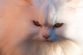 Persians are the most registered cat breed by the cat fanciers association and a frequent best in show winner. 7 Reasons Why Your Persian Cat Is Shedding So Much Purr Craze