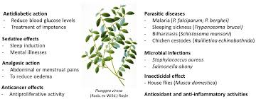 Image result for Flueggea