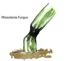 Baby rubber tree, emerald ripple peperomia and others. What Is Rhizoctonia Fungus And What To Do About It
