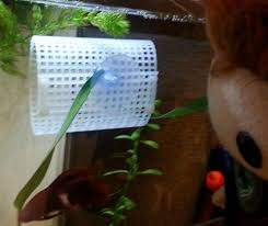 Diy Floating Tubes Floating Tube Floating Aquarium Fish