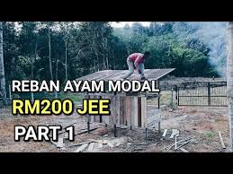 Maybe you would like to learn more about one of these? Reban Ayam Kampung Modal Rm200 Je Ep 1 Youtube