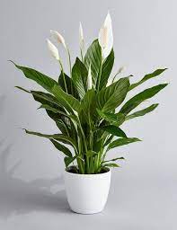 I've picked my favorite easy to care for plants that are ideal for beginners. Best Indoor Flower Plants For Beginners Popsugar Home
