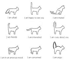 imgur is nuts about cats so here is a cats body language