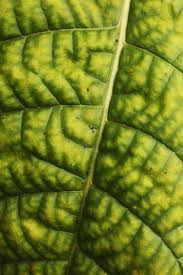 Tembakau bojonegoro, penghasil tembakau aquisi belum dapat digunakan langsung sigaret. Pokok Hidup Temanggung I Ll Follow The Sun