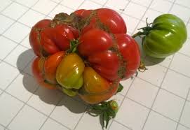 Leaf roll on tomato leaves. My First Tomato I Think I M Doing Something Wrong Gardening