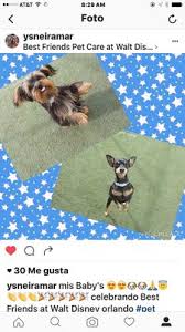 Find out what works well at pet care clinic from the people who know best. The Pet Care Clinic Doral 9851 Nw 58th St Ste 111 Doral Fl Pet Grooming Mapquest