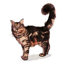 I know there is probably a more correct name, but it suits them. Feral Vs Stray Cats Meaning What Is A Feral Cat