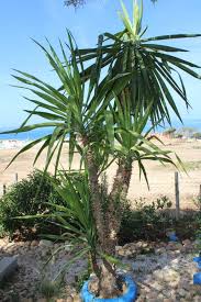 Image result for Yucca gigantea
