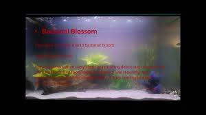 Cloudy Water In Aquarium Hd Aquarium Aquascape Aquarium Cloudy
