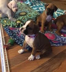 Food for boxer puppies (8 weeks to 3 years). Boxer Puppies For Sale Worcester Ma 181497 Petzlover
