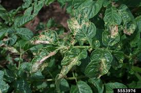 Gbx) (greenbrier), a leading international supplier of equipment and services to global freight transportation markets, today reported financial results for. Herbicide Damage To Landscape Plants Home Garden Information Center