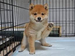 The mini shiba inu is a smaller version of the ancient japanese shiba inu breed. Get Your Passport Ready Because The First Mini Shiba Cafe Just Opened In Japan 9gag