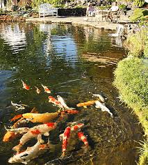 We are one of only a few companies who import nishikigoi koi water garden also has an excellent reputation of producing high quality pond design and construction, maintenance and cleaning services, as well as. Backyard Koi Pond Better Homes Gardens