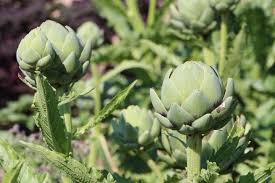 Records of eating artichokes date back to ancient greece and the roan empire. Growing Artichokes How To Plant Grow And Harvest Artichokes The Old Farmer S Almanac