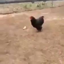 Chicken Gets Shot With A Shot Gun Coub The Biggest Video Meme Platform