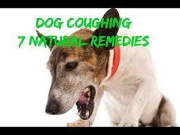 Dog Coughing How To Quickly Stop It With 7 Natural Remedies Dog Coughing Dog Remedies Dog Cough Remedies