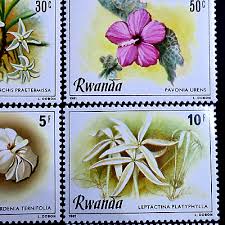 Image result for Leptactina platyphylla