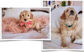 Our puppies are usually sold in advance of birth. English Goldendoodles For Sale In Los Angeles Ca Natural Goldendoodle Bernedoodle Australian Labradoodle Puppies
