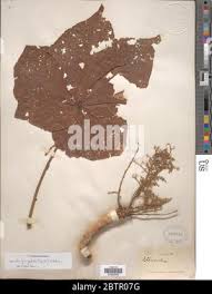 Image result for Sterculia quinqueloba