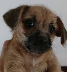 What are the best pet adoption sites? Clairemont Mesa Petco 3994 Clairemont Chihuahua Rescue Of San Diego County Facebook