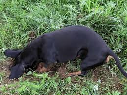 To keep your dog happy but still save your garden make sure to. How Do I Get My Dachshund To Stop Digging Holes In The Yard