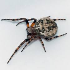 Spiders In Canada Species Pictures