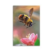 Image result for Bombus polaris