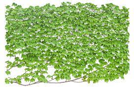 49 Png 1600 1091 Arquitetura Paisagista Plantas Vegetacao