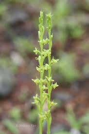 Image result for Habenaria peristyloides