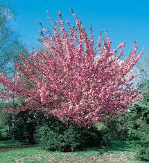 Image result for Prunus