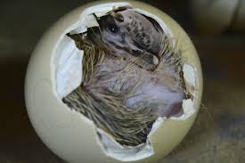 I Heart Ostriches In 2020 Baby Ostrich Ostriches Ostrich