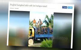 Check spelling or type a new query. Perbezaan Sertu Dan Samak Harian Metro