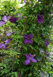 One of our best picks for a first clematis. Clematis Polish Spirit Buy Online At Annie S Annuals