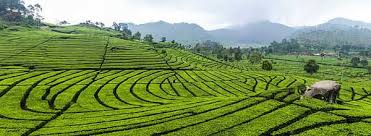 The trusted sources in this instant, would be official government related websites so you know the information you are getting is the most recent and accurate information. Top 10 Plantation Companies In Malaysia List 2021 Updated