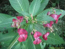 Image result for Impatiens psychadelphoides