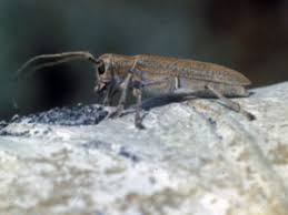 The trees have smooth, pale gray bark with thick black horizontal lines and knots. Common Insects Diseases Of Aspen Colorado State Forest Service