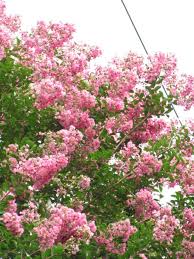Spring flowering trees in alabama. 30 Great Flowering Trees For Alabama Gardens Progardentips