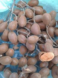 Image result for Dialium schlechteri