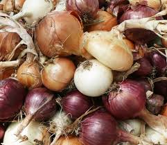 I fear you have onion white rot, sclerotium cepivorum. Growing Onions Tending My Garden