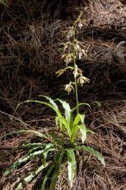 尾唇根節蘭calanthe arcuata var caudatilabella plants of taiwan 台灣植物資訊整合查詢系統 wild orchid orchids plants