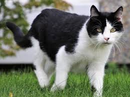 Dogs don't enjoy strong odors such as garlic, onion, or citrus. How To Stop Cats From Using My Garden As A Toilet