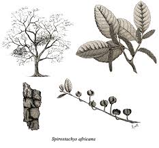 Image result for Heywoodia